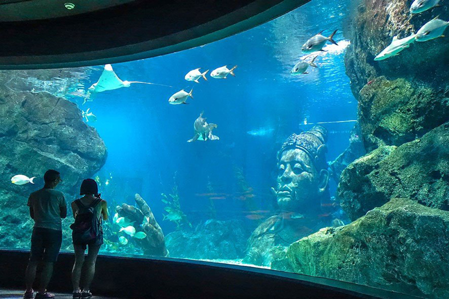 SEA LIFE è noto per la grande quantità di specie ittiche