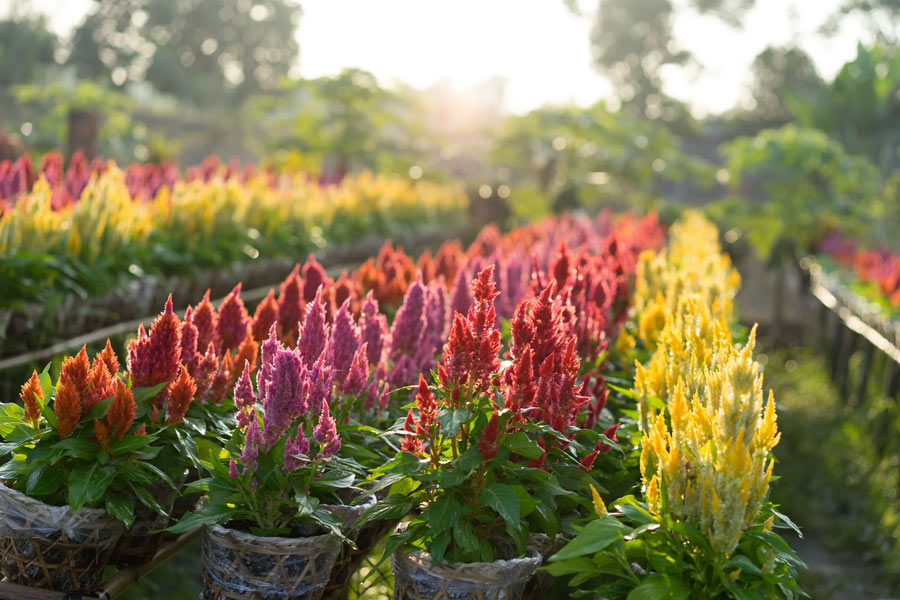 Villaggio dei fiori di Sa Dec