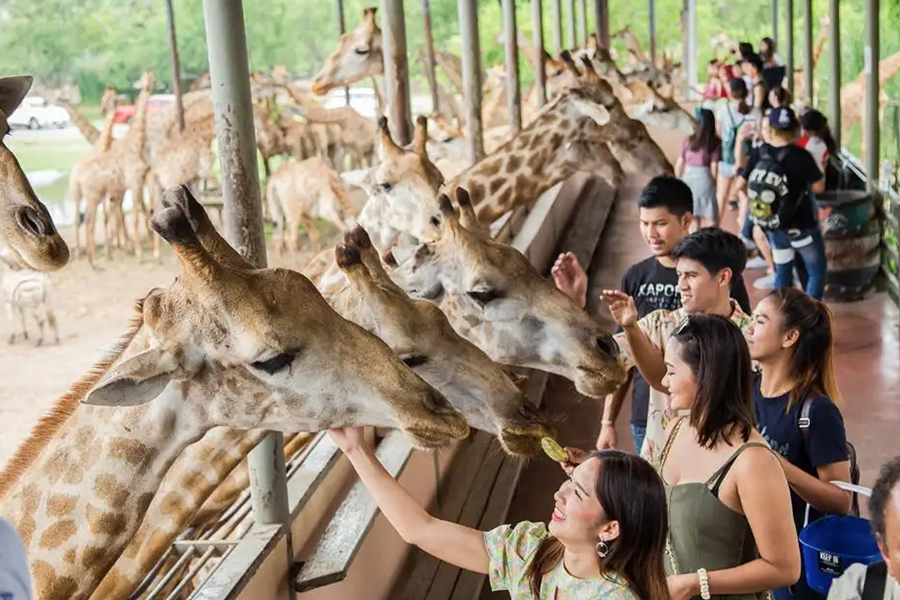 Una grande quantità di animali allo zoo Safari World