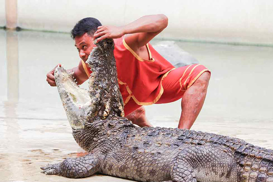 Fattoria e zoo dei coccodrilli di Samutprakarn, Bangkok
