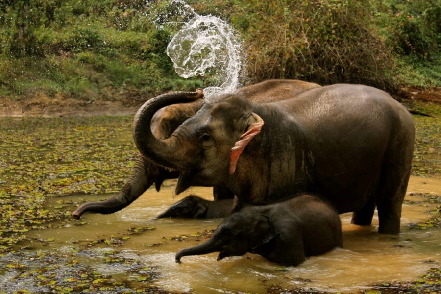 La festa dell'Elefante del Xayaboury