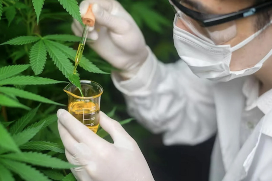Uso della cannabis nella ricerca