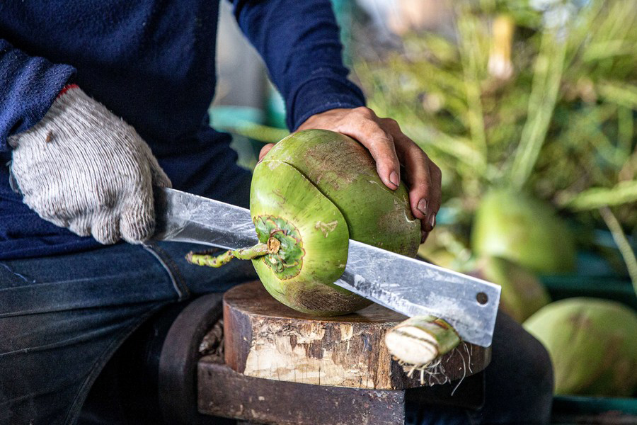 Cocco siamese Thailandese