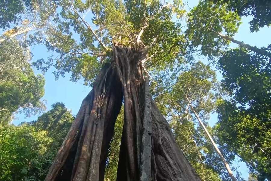 Il Piyamit Millenario Tree