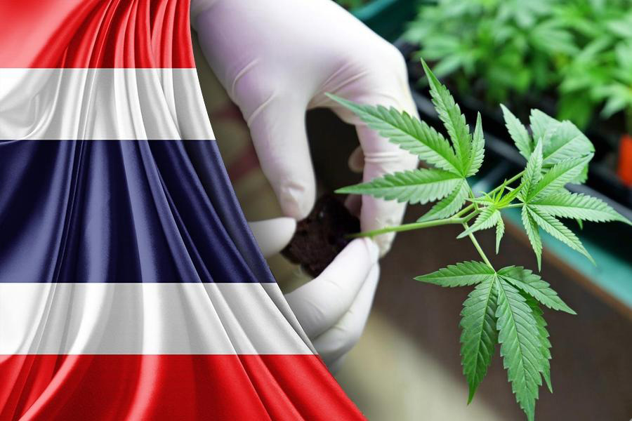 Che cos'è la cannabis?