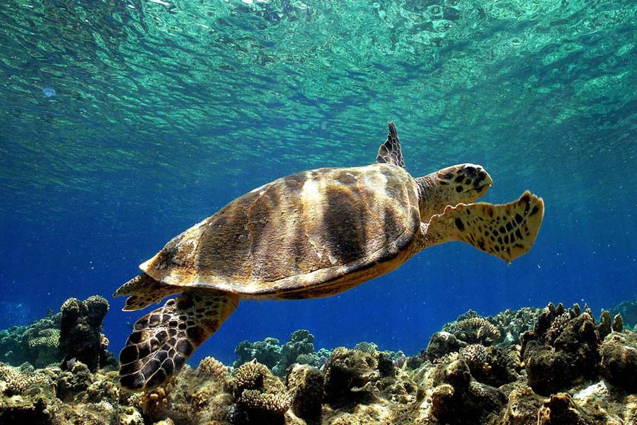 Tartarughe marine