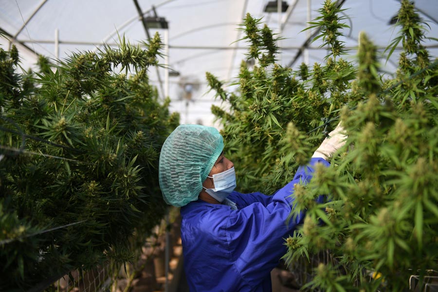 Regolamentazione della cannabis in Thailandia