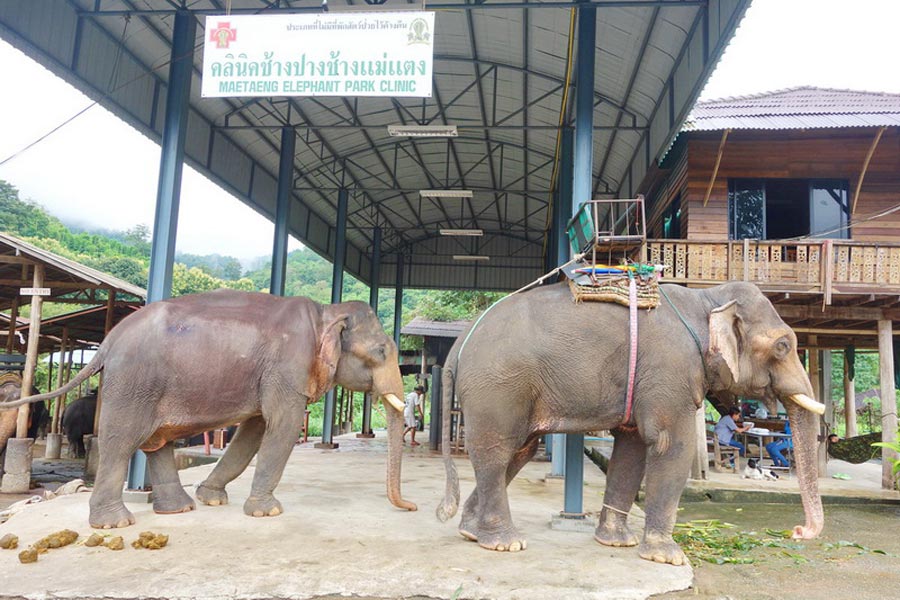 Casa dell'elefante tailandese
