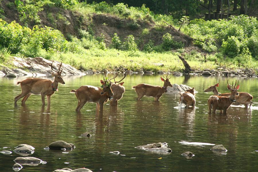 Fauna selvatica nel santuario