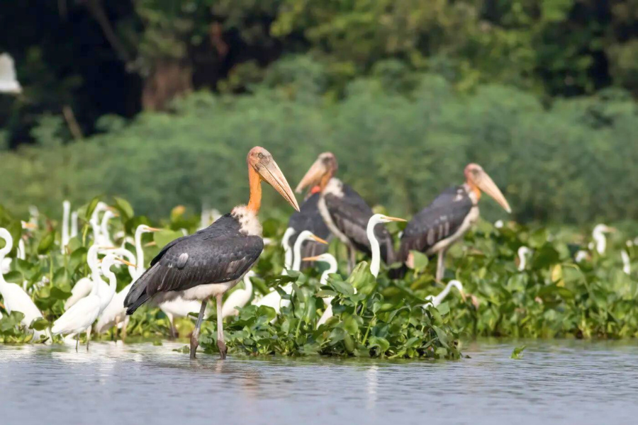 Una giornata al lago Tonle Sap in Cambogia - Guida di viaggio