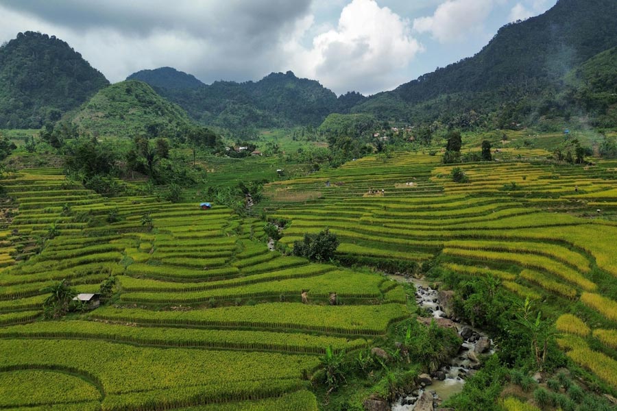 Vietnam autentico colline risaie