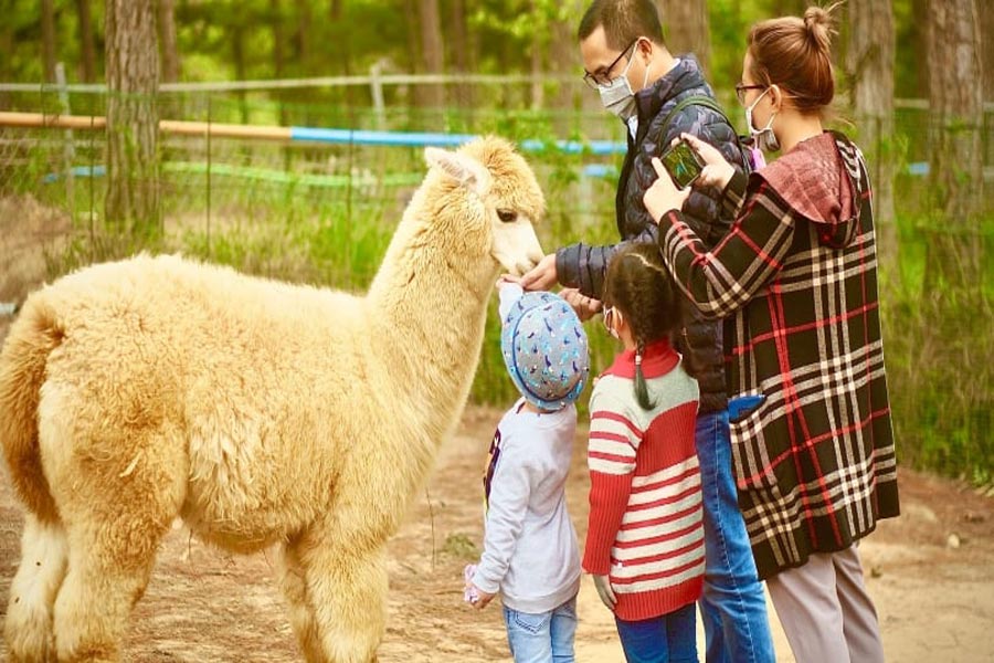 Zoo Zoo Doo