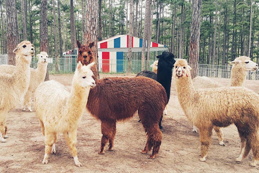 Zoo Doo a Da Lat