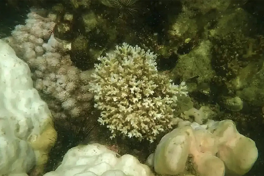 Esplorare la fauna selvatica e la natura