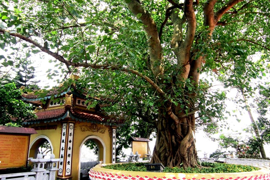 Albero della Bodhi della Pagoda di Tran Quoc