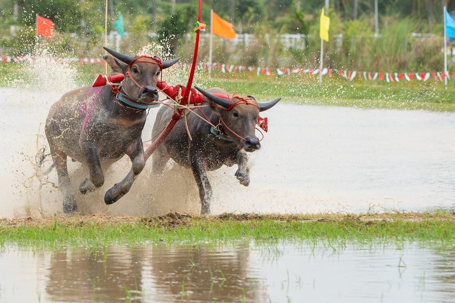 La spettacolare e tradizionale corsa dei bufali dacqua a Chonburi