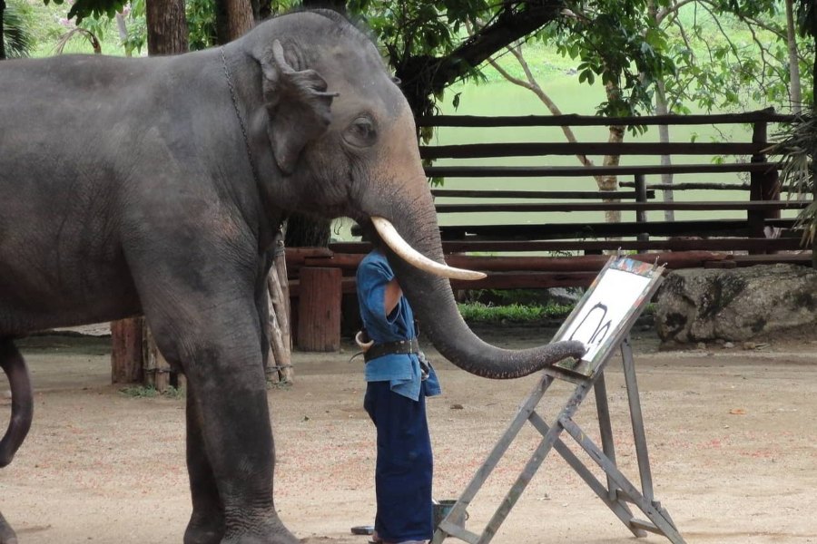  Surin Elephant Festival