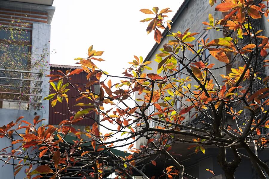 Alberi che cambiano colore sfoggiando sfumature dorate e rosse