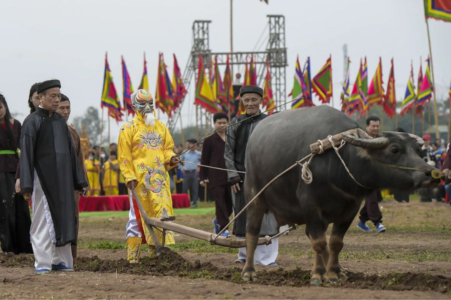 bufalo nella vita vietnamita-la festa dell'aratura