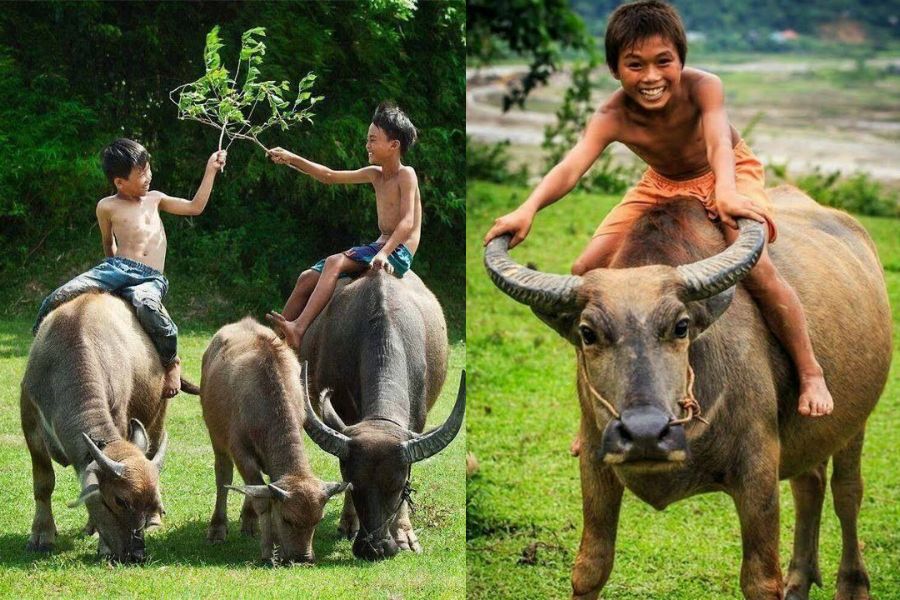 il bufalo nella vita vietnamita
