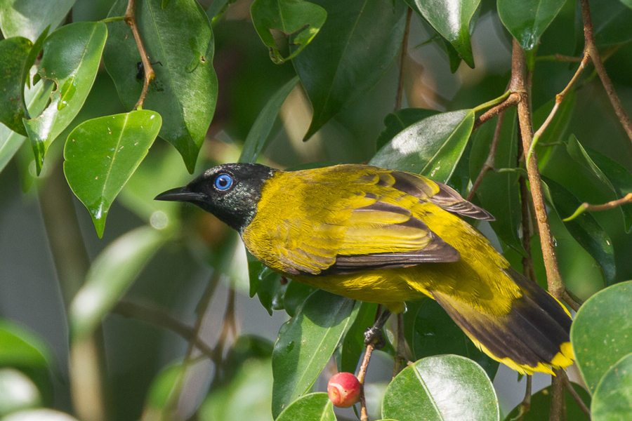 Bulbul dalla testa nera