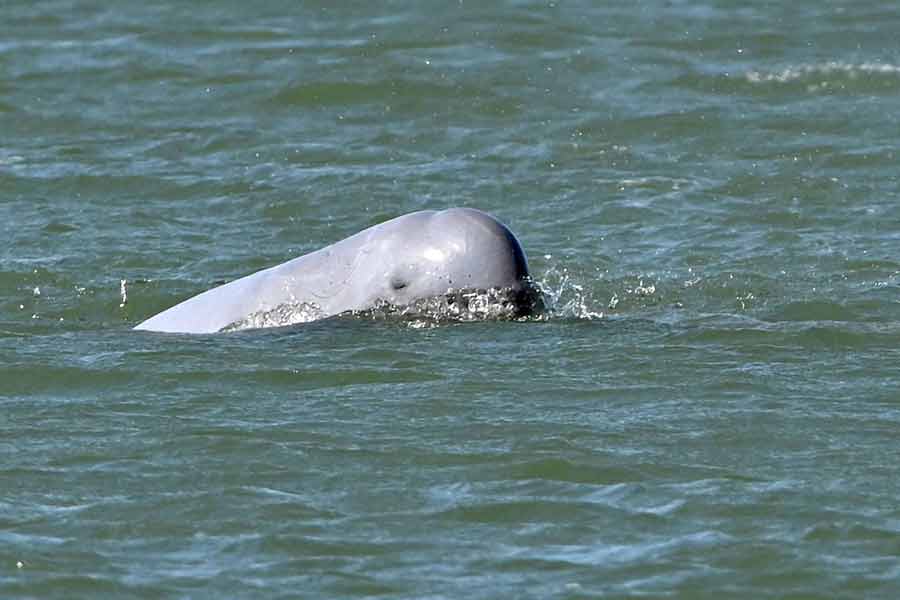 Il centro per la salvaguardia dei delfini del fiume Stungsen del Kampong Thom