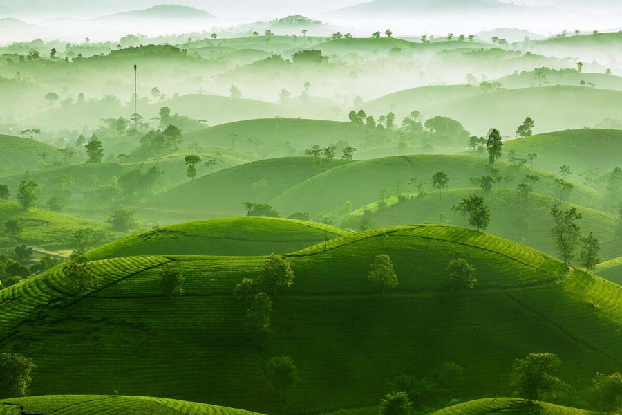 La collina del tè di Tan Cuong a Thai Nguyen