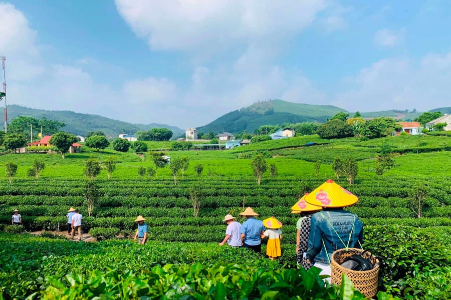 La collina del tè di Tan Cuong a Thai Nguyen