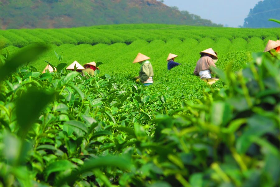 La collina del tè di Tan Cuong a Thai Nguyen