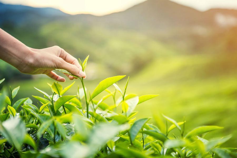 La collina del tè di Tan Cuong a Thai Nguyen