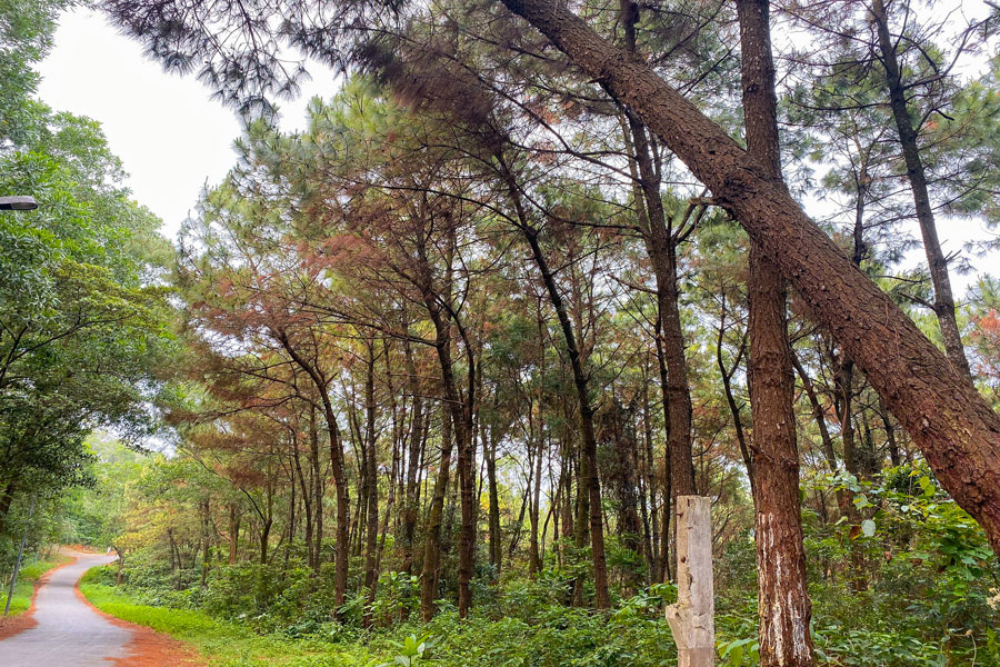 Ammirare la bellezza della collina di Thien Van