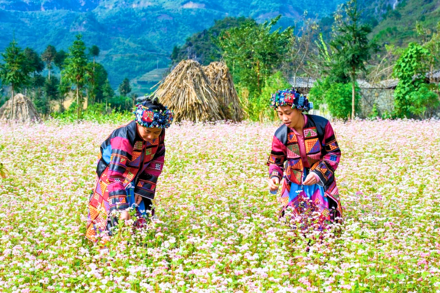 9 Consigli Essenziali per un Viaggio Indimenticabile ad Ha Giang