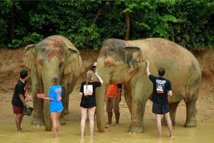 cose da fare a phuket: esperienza con gli elefanti