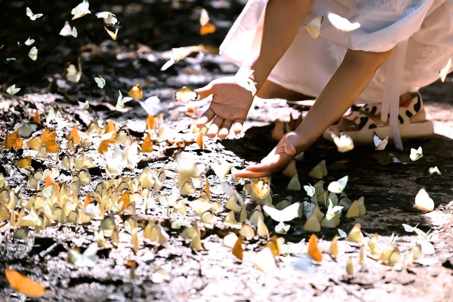 La stagione delle farfalle a Cuc Phuong - La bellezza