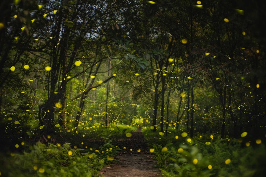 La stagione delle farfalle a Cuc Phuong - Stagione lucciole