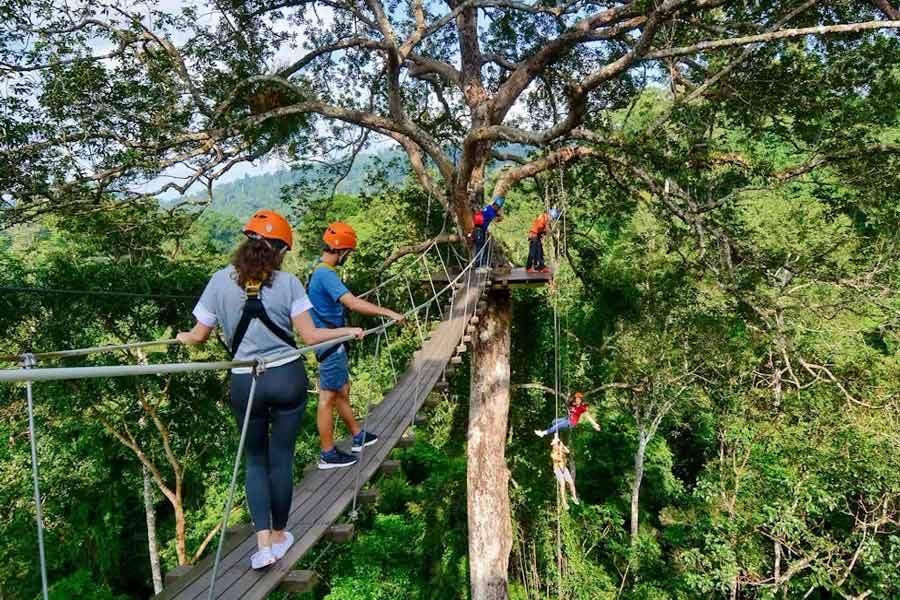 Vivi la tua fantasia di Tarzan con Flight of the Gibbon