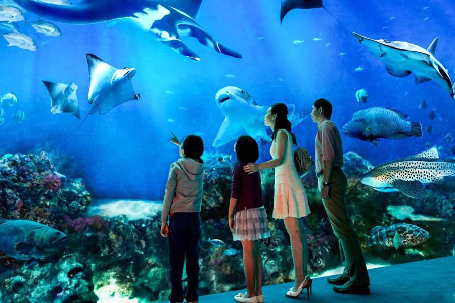 Incontra Dory al SEA LIFE Bangkok Ocean World