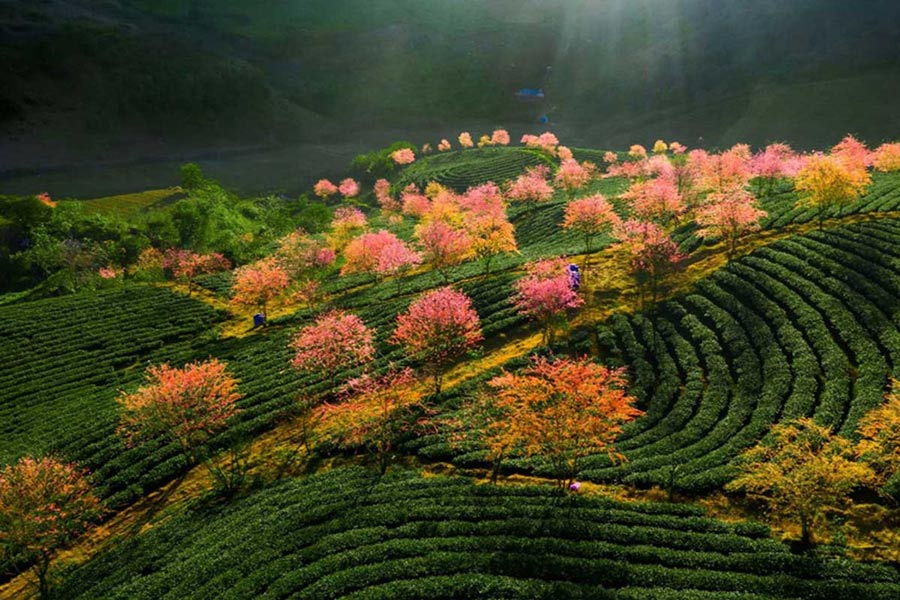 Le colline di tè a Moc Chau