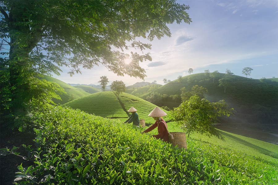Le colline di tè a Moc Suong