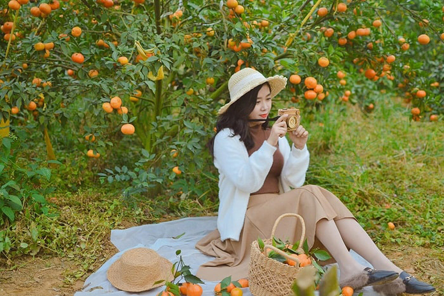 I turisti scattano foto e fanno un picnic nel giardino degli aranci  a Dong Trieu