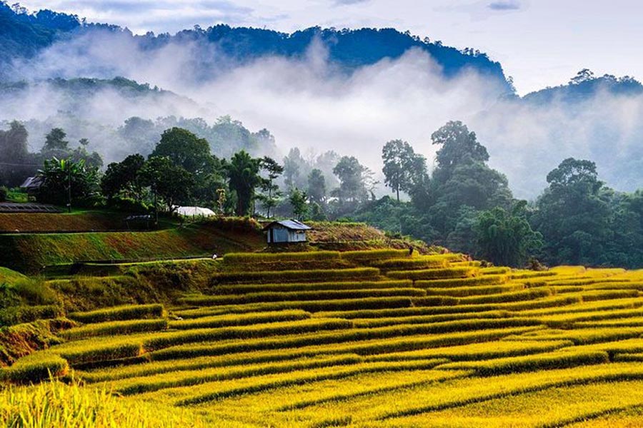 Il campo di riso nel villaggio di Ban Mae Klang Luang