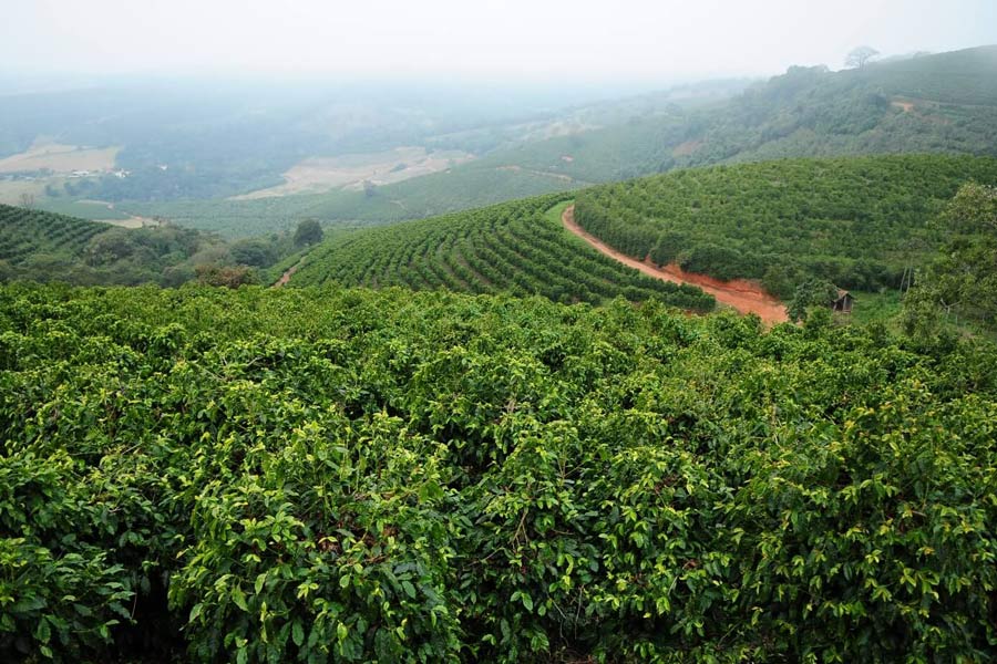 le piantagioni di caffè in chiang rai