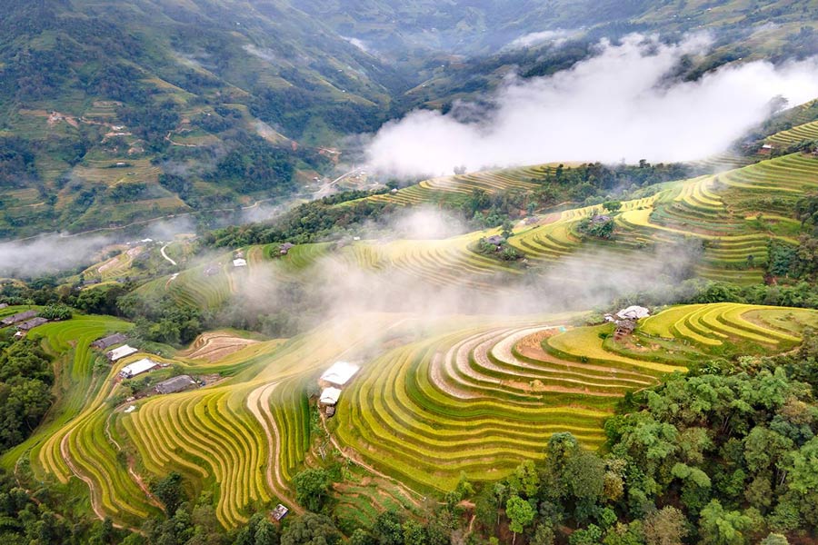 risaie sapa autunno Vietnam 