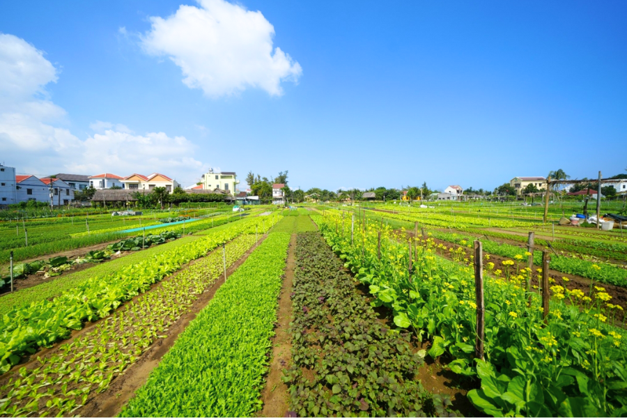 Il Fascino Sospeso delle Lanterne a Hoi An