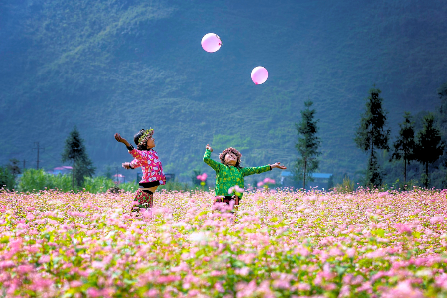 Festa del Fiore di Grano Saraceno a Ha Giang - Guida di viaggio