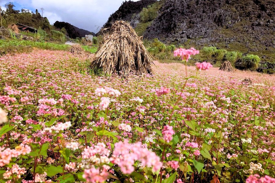 Festa del Fiore di Grano Saraceno a Ha Giang - Guida di viaggio