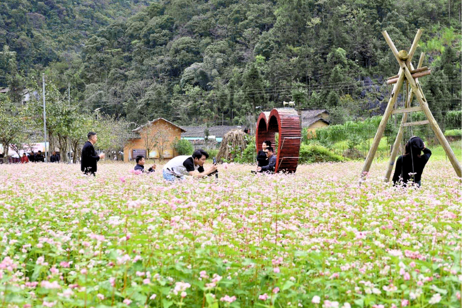 Festa del Fiore di Grano Saraceno a Ha Giang - Guida di viaggio