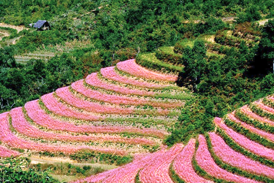Festa del Fiore di Grano Saraceno a Ha Giang - Guida di viaggio