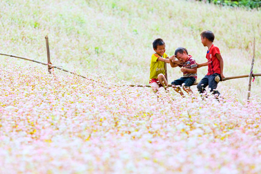Festa del Fiore di Grano Saraceno a Ha Giang - Guida di viaggio