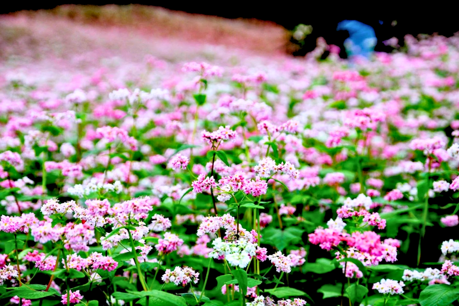 Festa del Fiore di Grano Saraceno a Ha Giang - Guida di viaggio